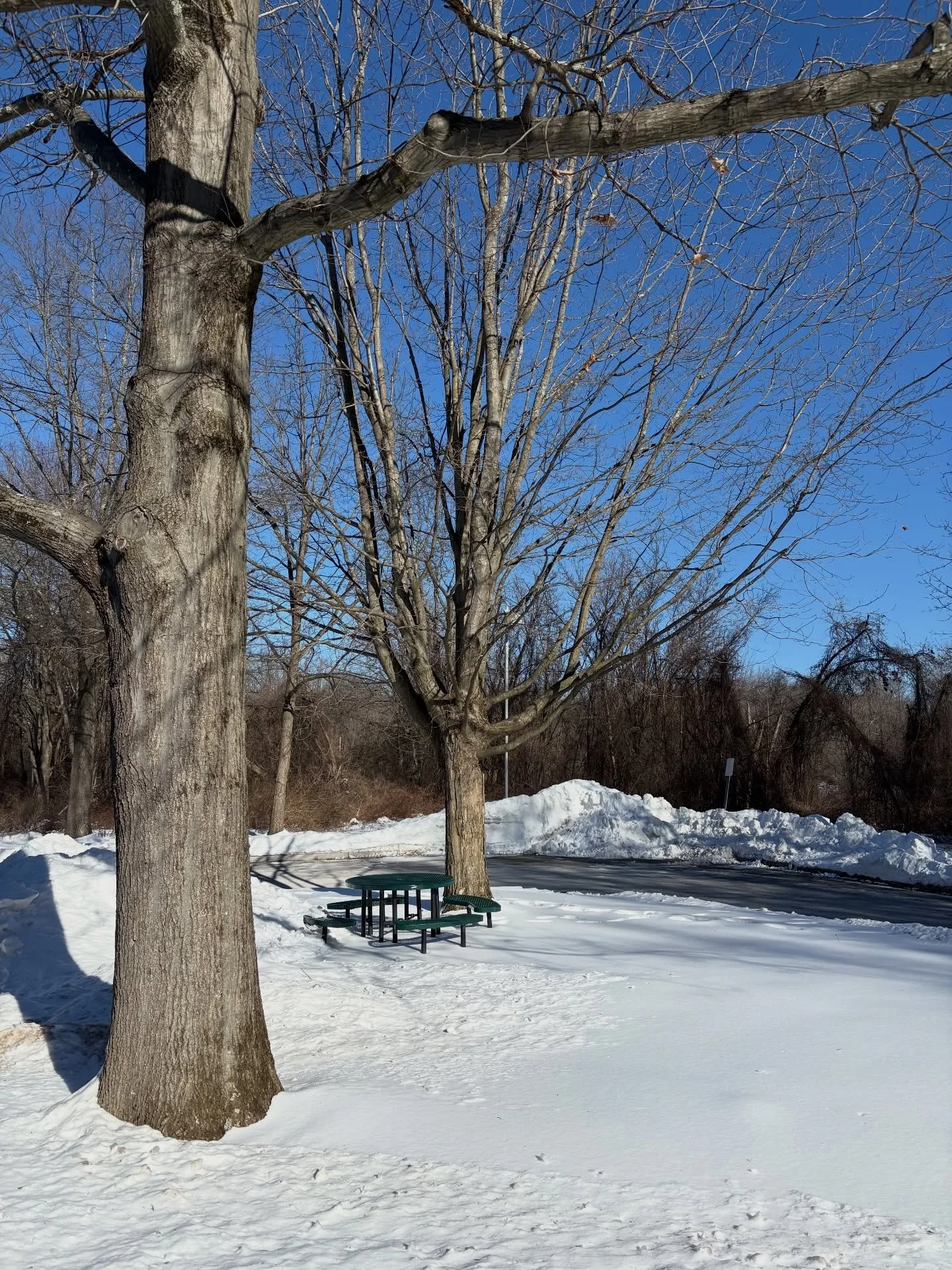 First year of teaching in the 📚! @jazz.at.purchase  Here&rsquo;s the same tree I passed on my way to class every week this Spring semester. (Last one is unchronological, from the Fall). &ldquo;Just as a tree is sure
Its leaves will reappear
It knows