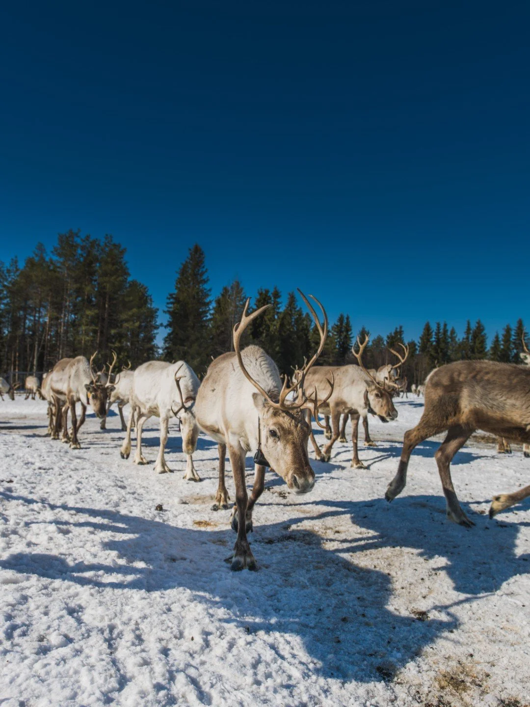 vertical-view-herd-deer-walking-snowy-valley-near-forest-winter (Large).jpg