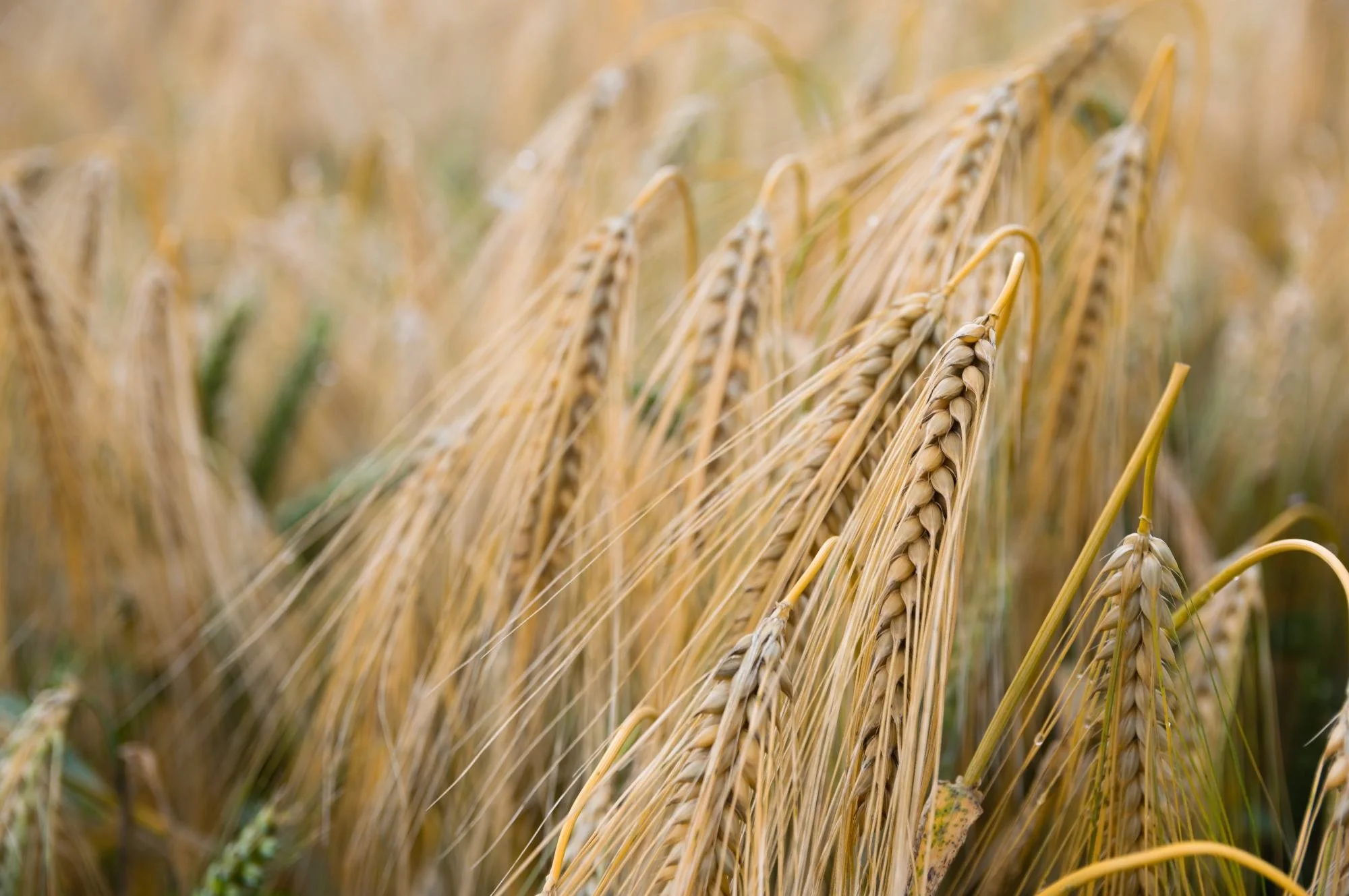 Ripe barley heads in a paddock