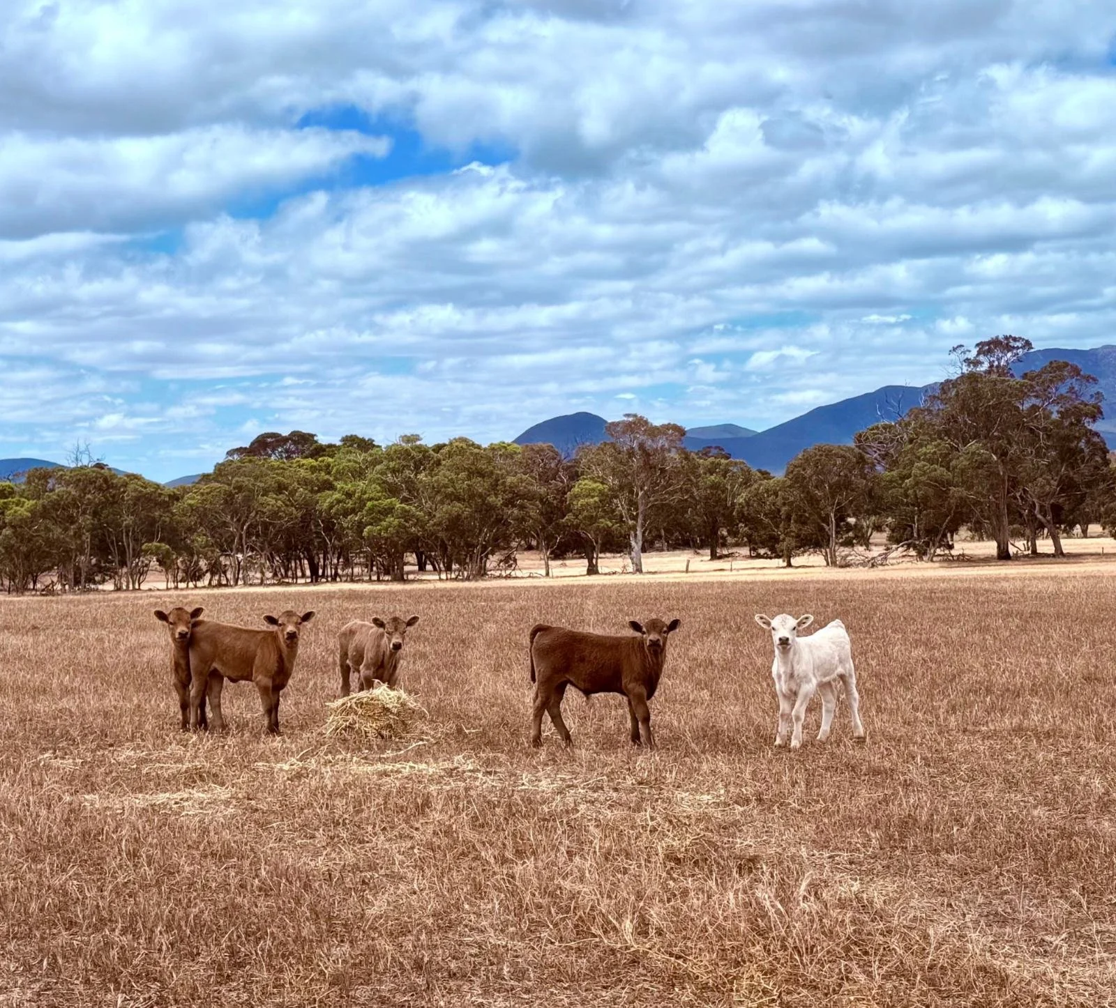 Calves in a dry paddock at Kendenup with the Stirling Ranges behind