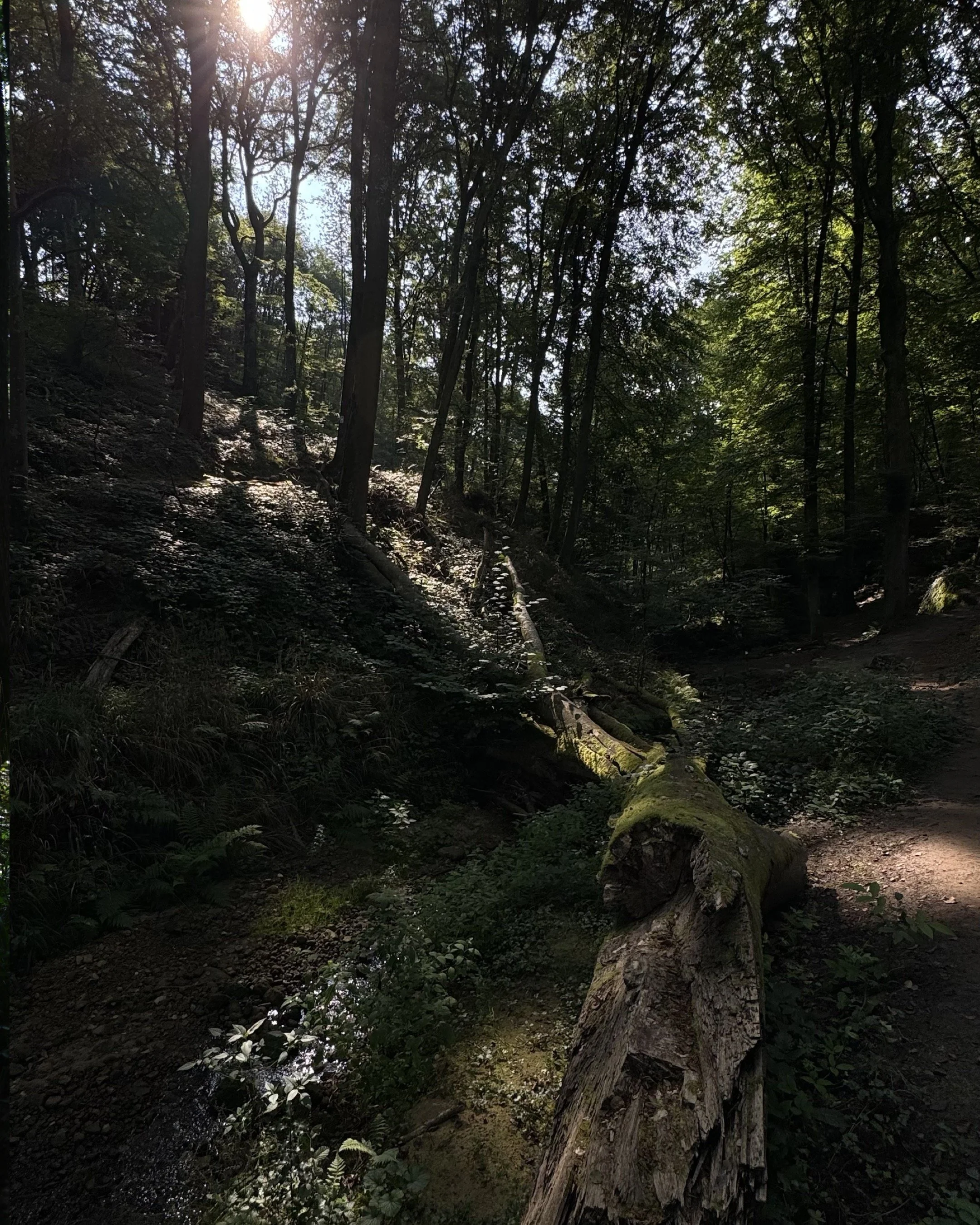 Mullerthal Trail E1.JPG