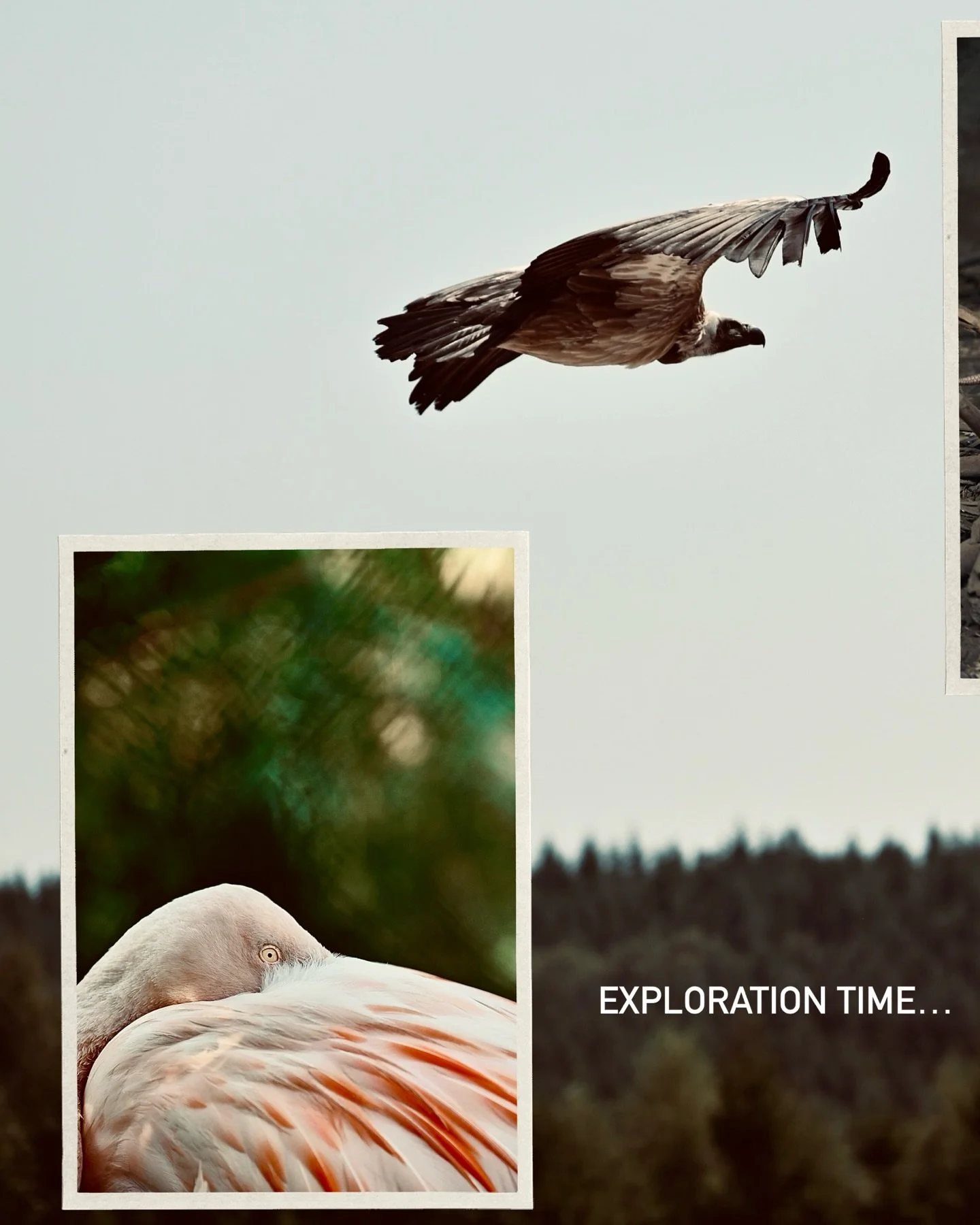 Version Fran&ccedil;aise ⬇️

Een dag vol avontuur in Le Monde Sauvage d&rsquo;Aywaille! 🦒🦅
Tijdens ons familie&shy;weekendje heb ik meteen de Nikon Z5II getest met de Nikkor 24-120mm f/4.0. 📸
Alle foto&rsquo;s zijn met deze topcombinatie gemaakt &