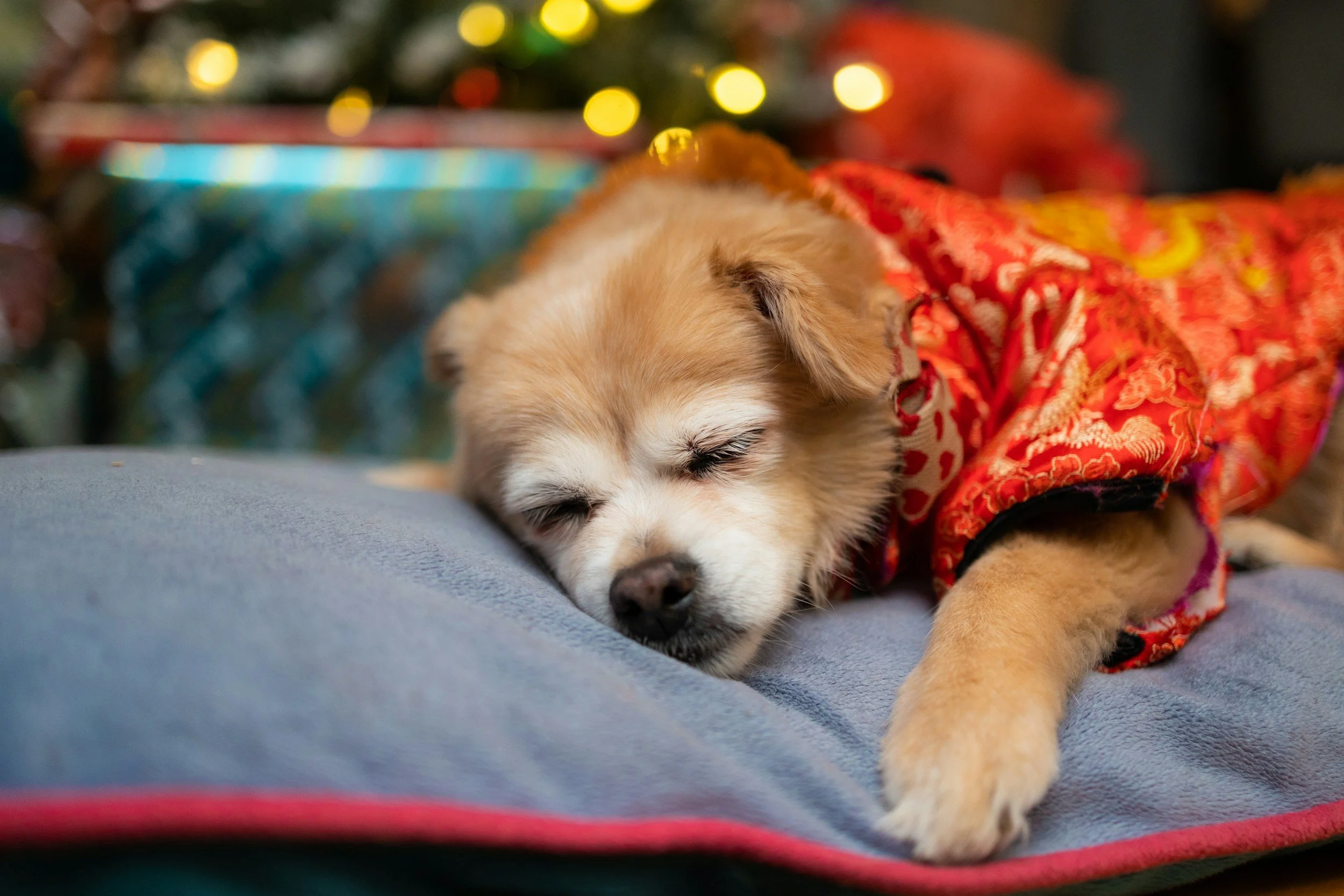 Finding Calm Before the Christmas Rush - Preparing Your Energy for the Festive Season