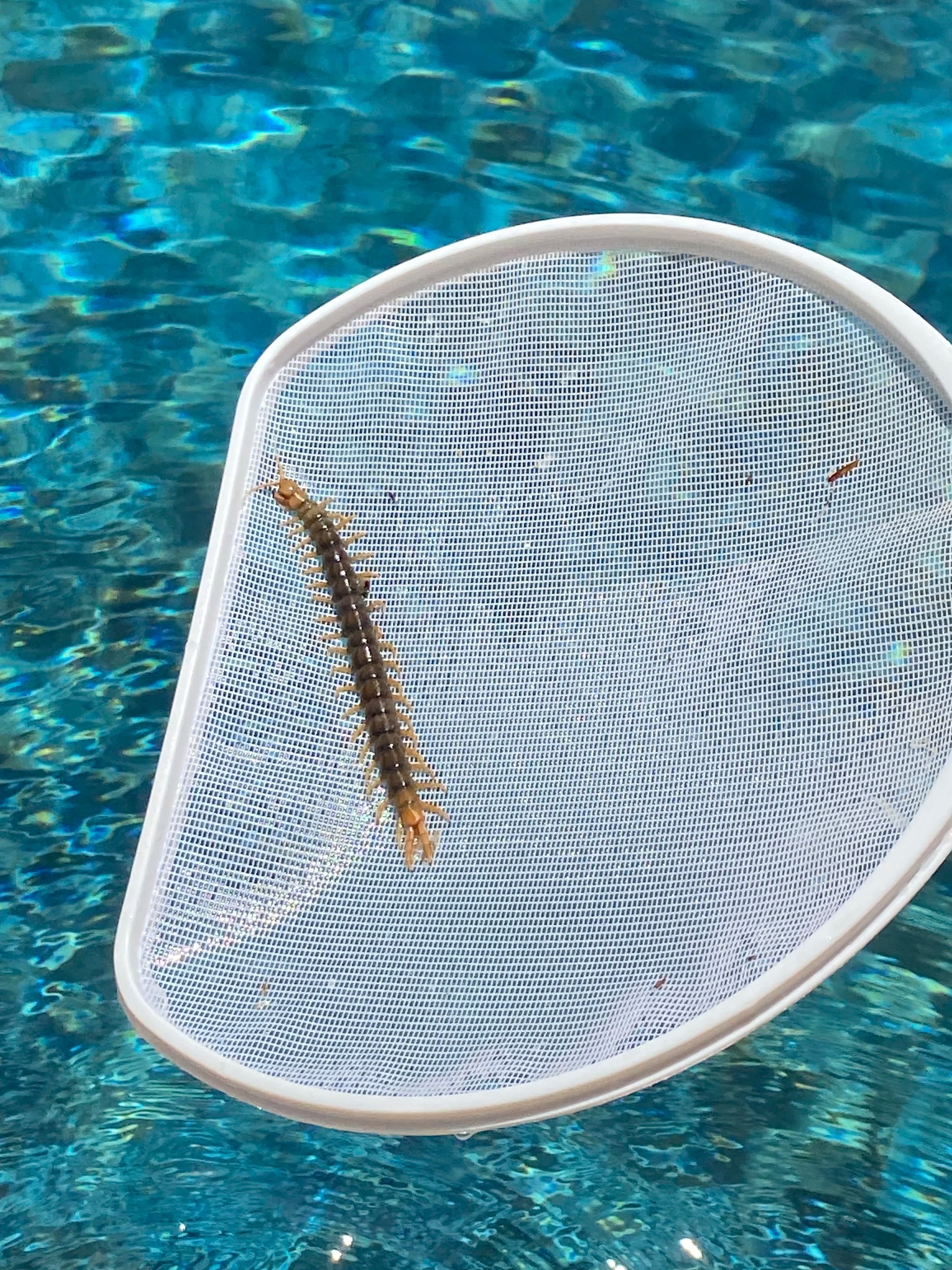 Nerja Wildlife, Insects and Other Summer Surprises
