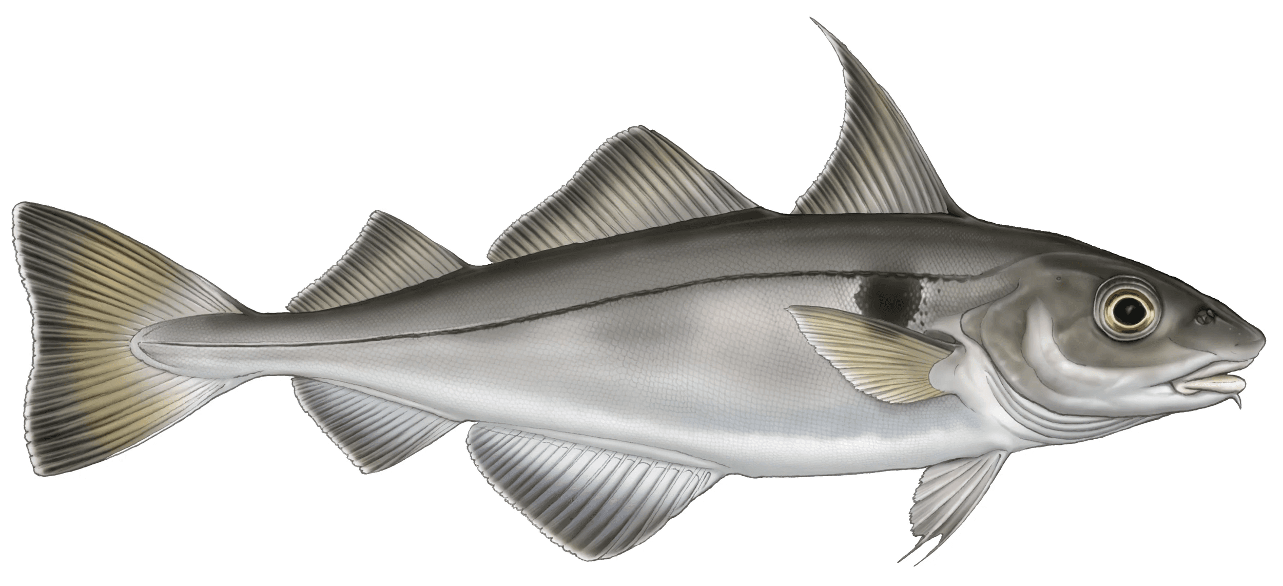 Haddock — The Critical Fish Trail