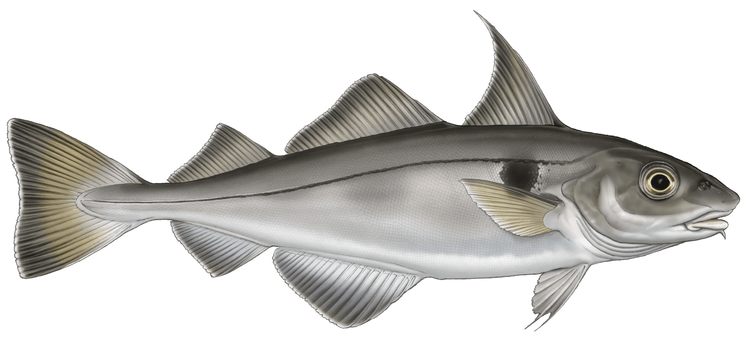 Small Haddock Haddock — The Critical Fish Trail