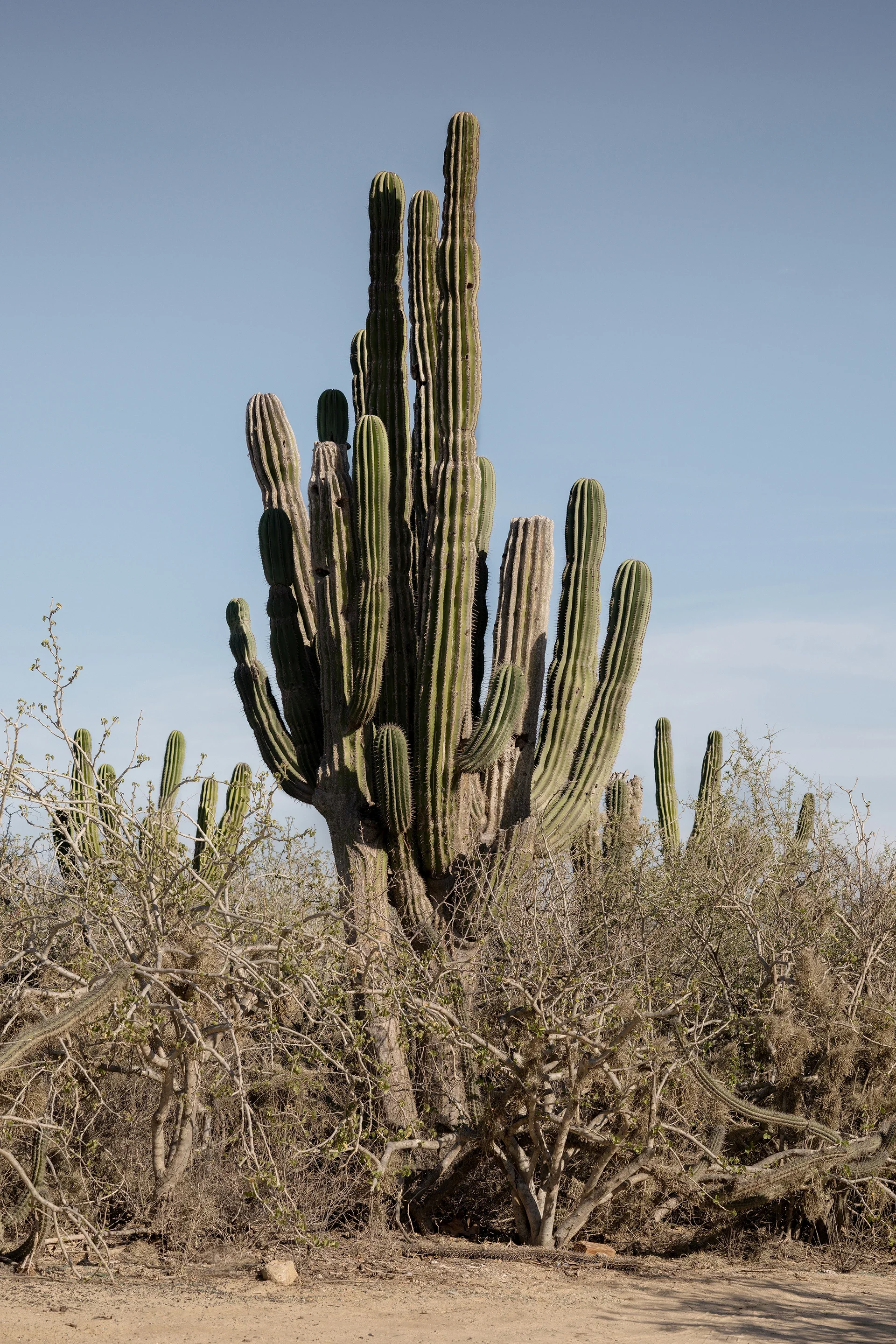 vipp-todos-santos-mexico-nature-02-retouch.webp