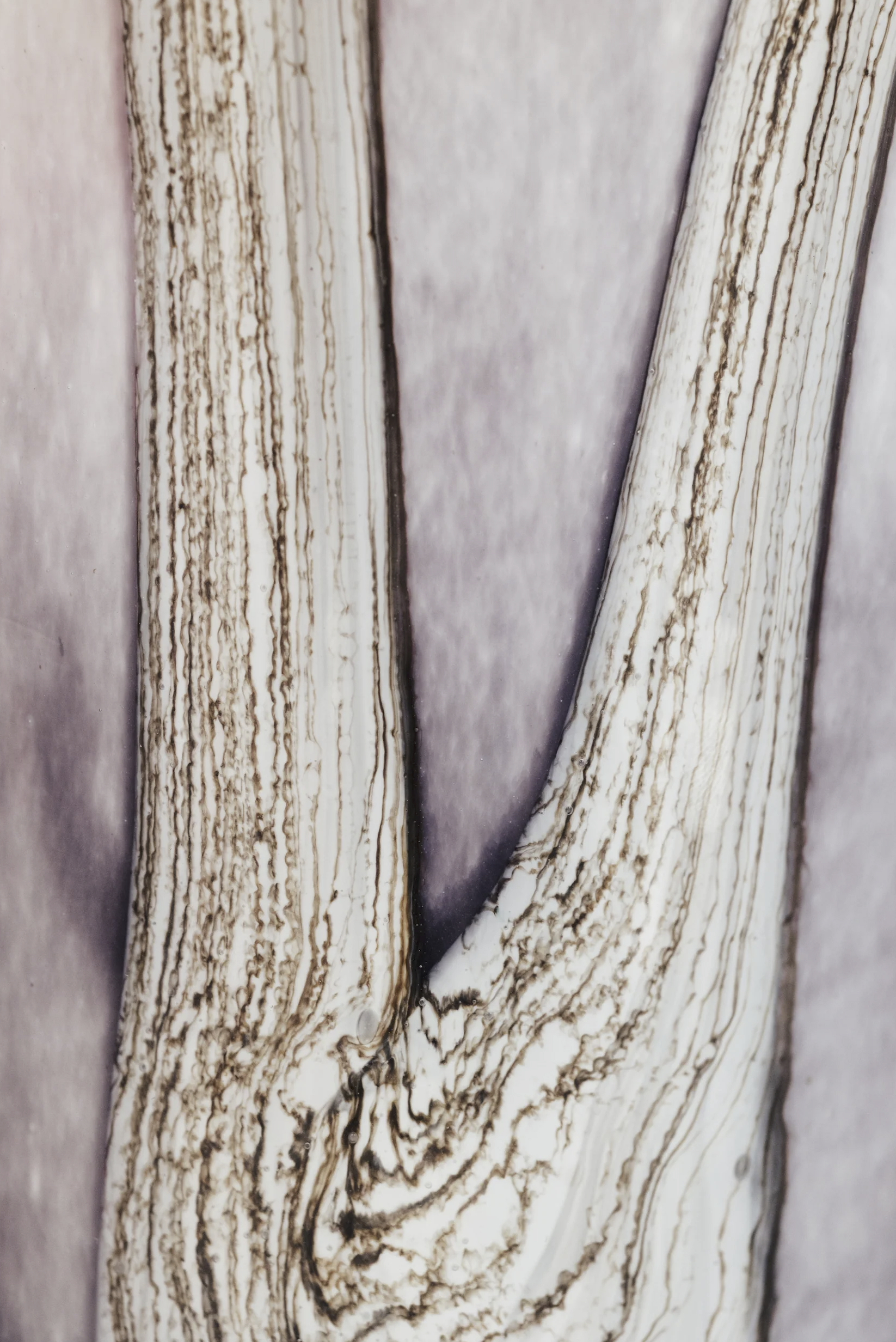noveldesign-baobab-woods-broceliande3.png