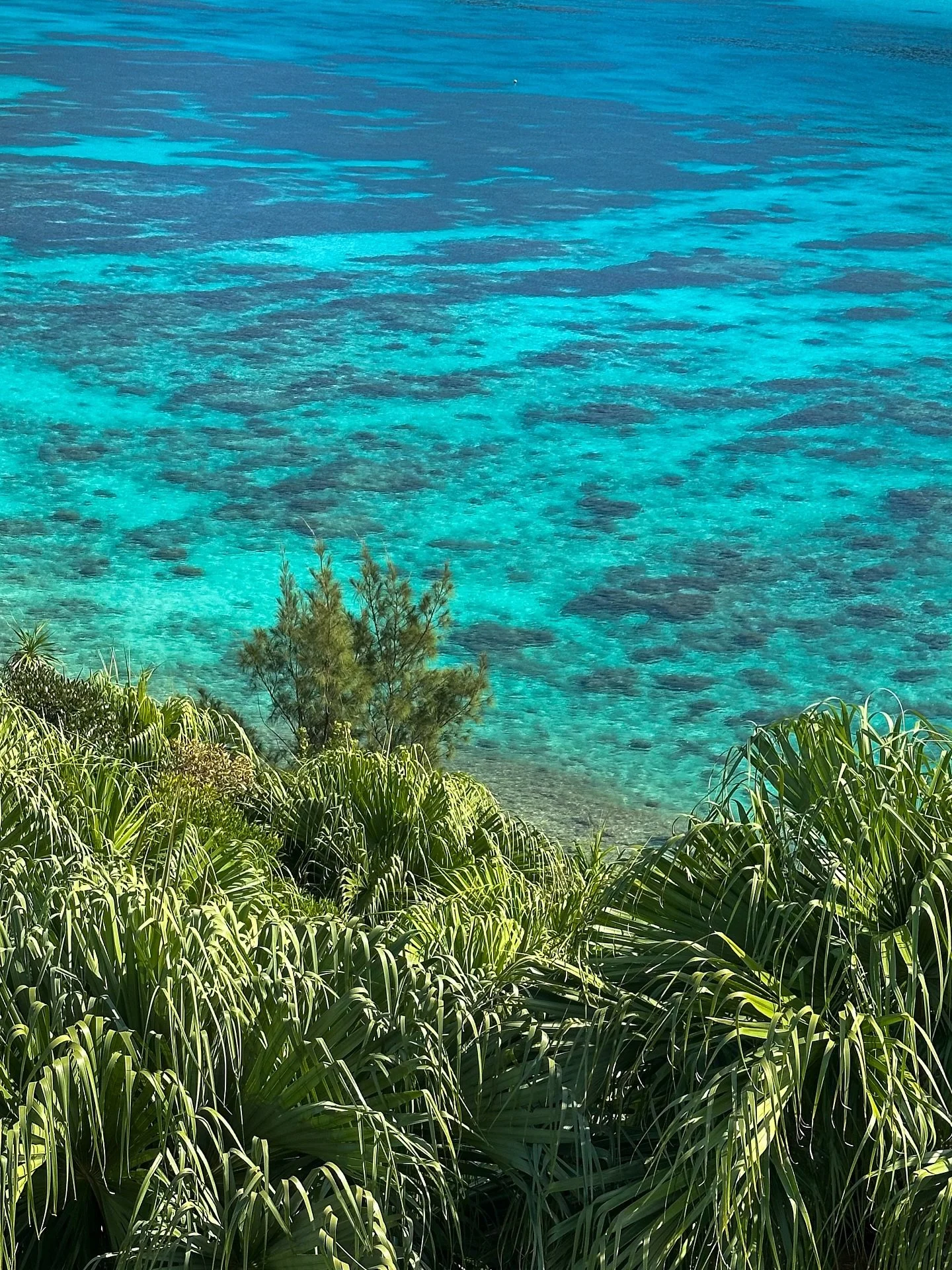 A paradise filled with ramen and nemos 🐠🌴 (what more could you want?)