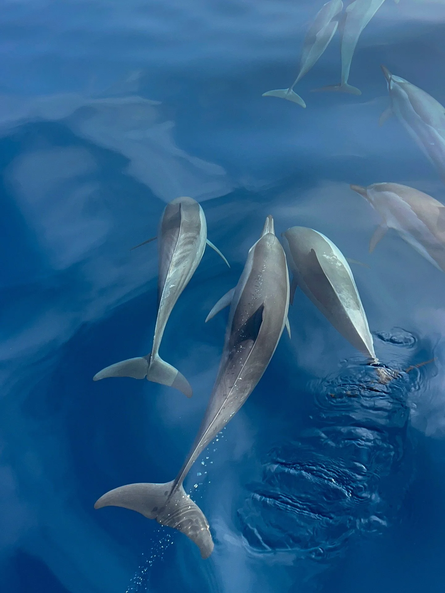 pretty moments, in a pretty place, with pretty people 🌸🐠