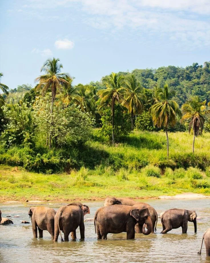 Ever thought safaris were only for Africa_ These….jpeg