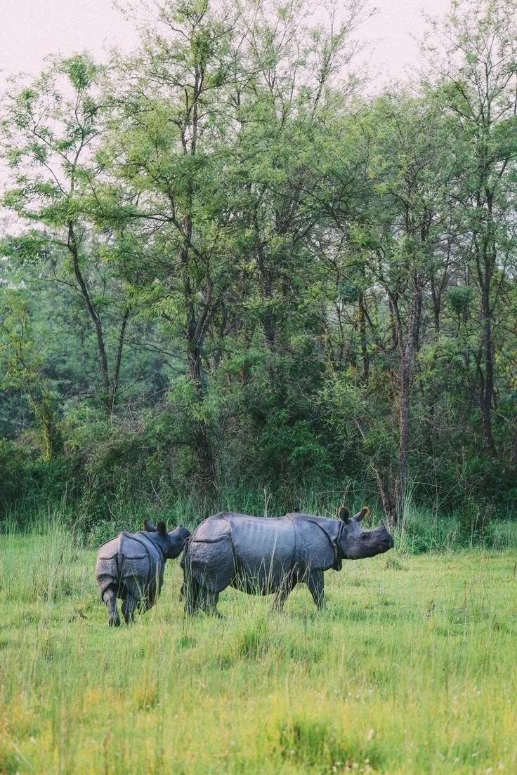 Chitwan National Park, Nepal.jpeg