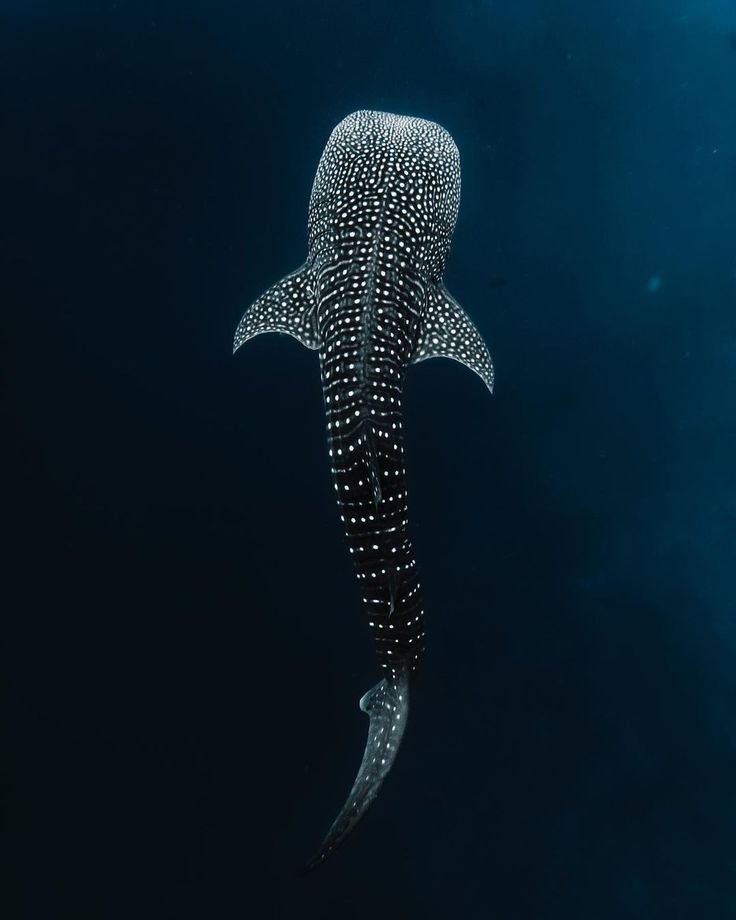 PADI on X_ _What's your favorite thing about whale….jpeg