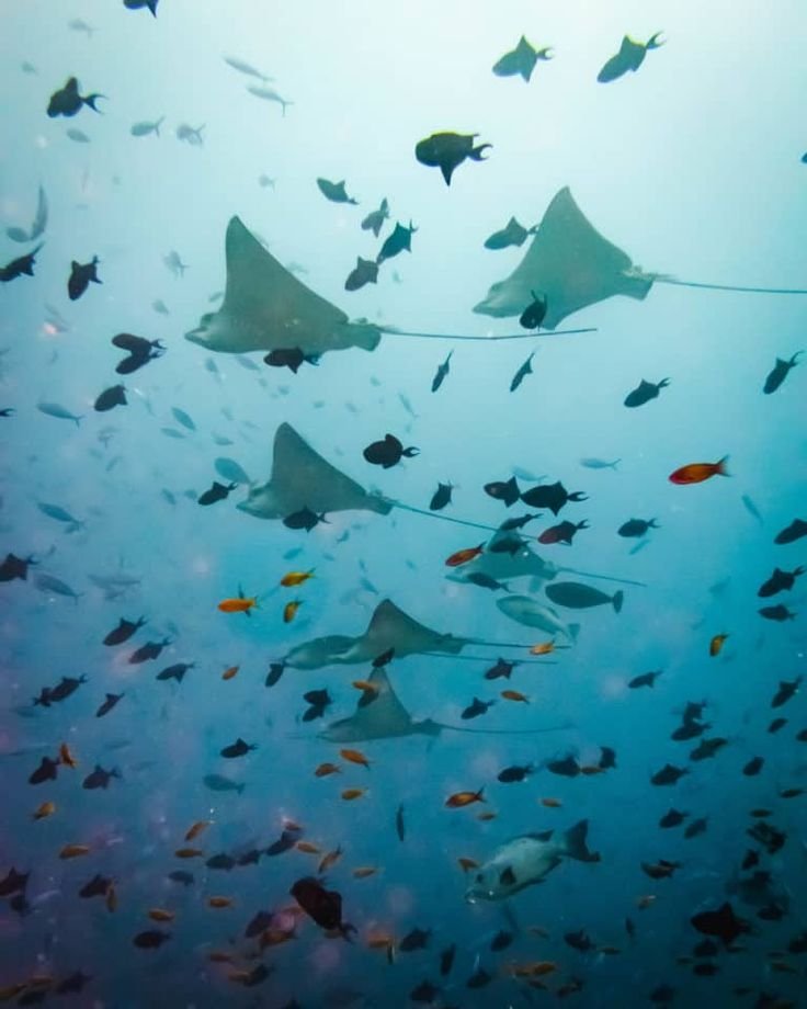 Kuramathi Review • Enjoying The Best Dive Spots In The World.jpeg