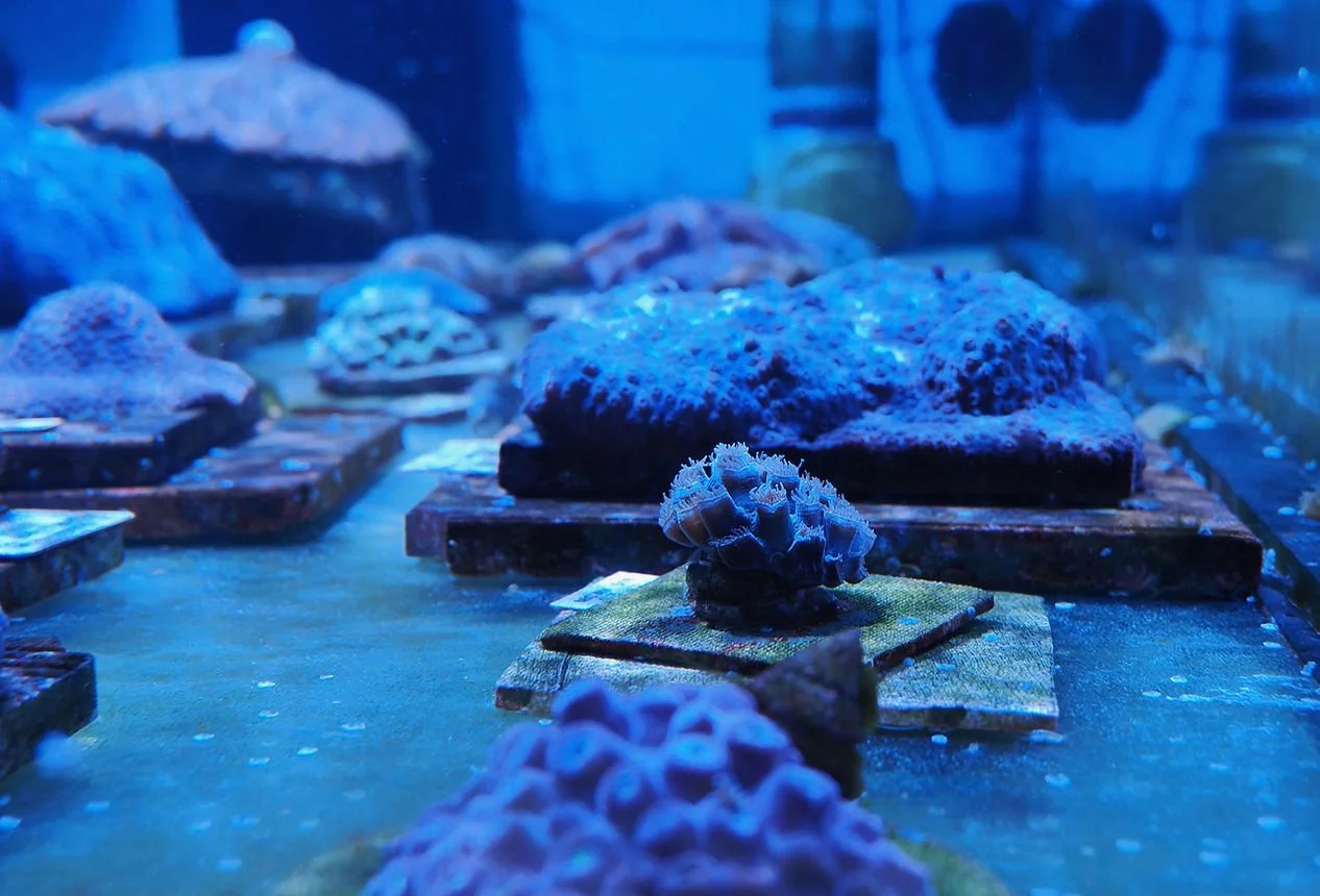 Working against warming to save coral reefs