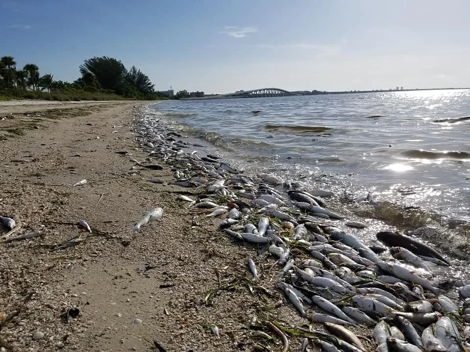 Forecasting improves for toxic red tide, but Southwest Florida still fears economic pain