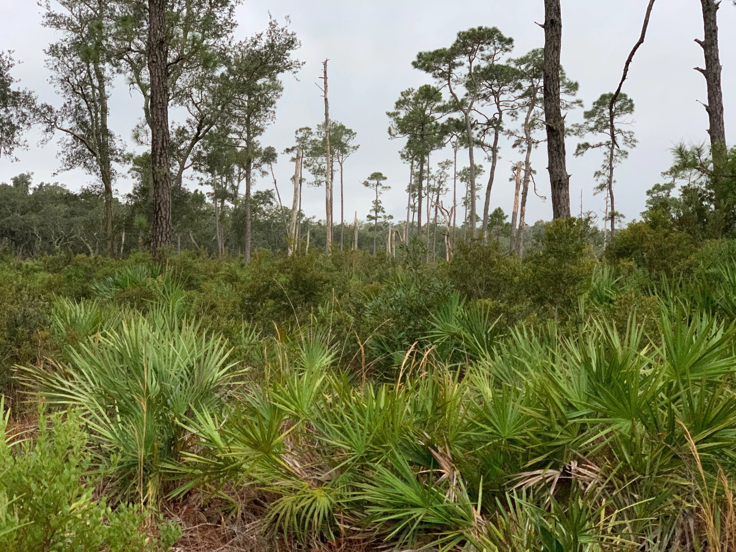 Conservation in contention: Guana River lands on the line