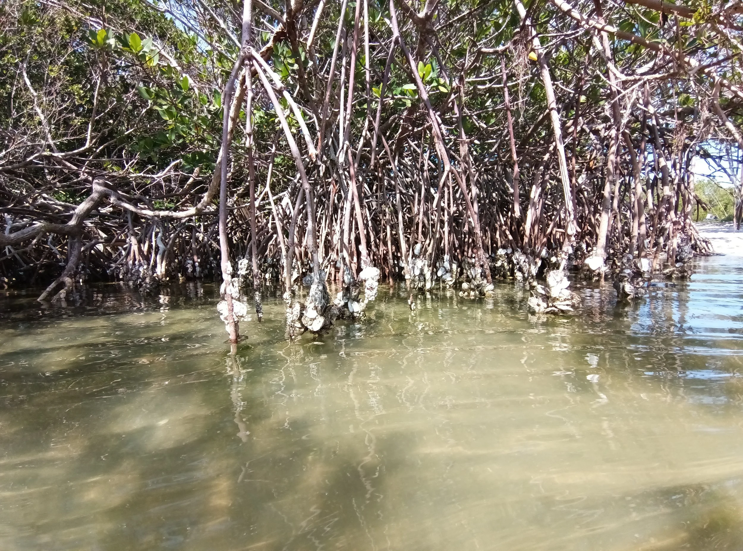 Florida again eyes mangroves as key to coastal resilience in new legislation
