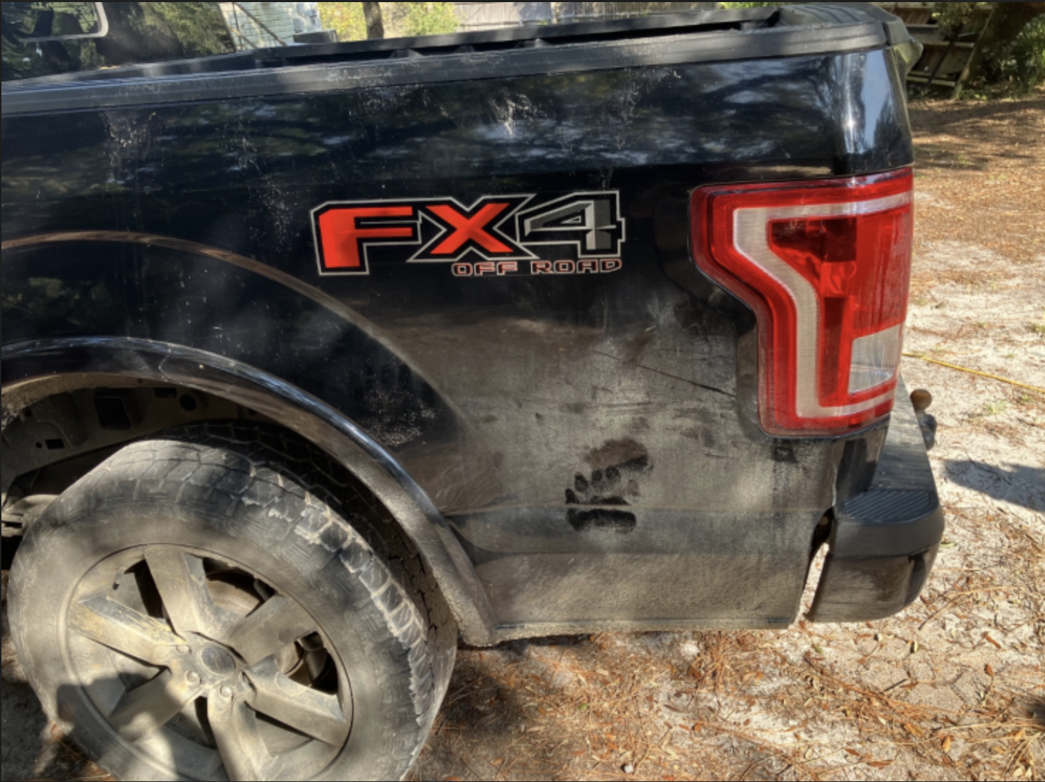 Invasion of the garbage snatchers? Florida’s black bears under scrutiny