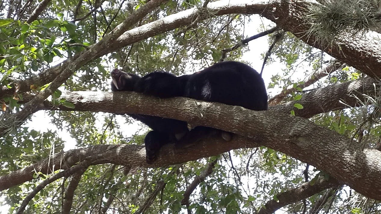 Bear-ing down on bears, Florida’s legislators vote to allow lethal force