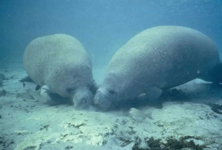Manatee Paradise in a Human Paradigm