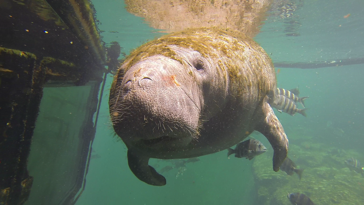 Ariel the manatee makes a home in Florida’s Homosassa Springs