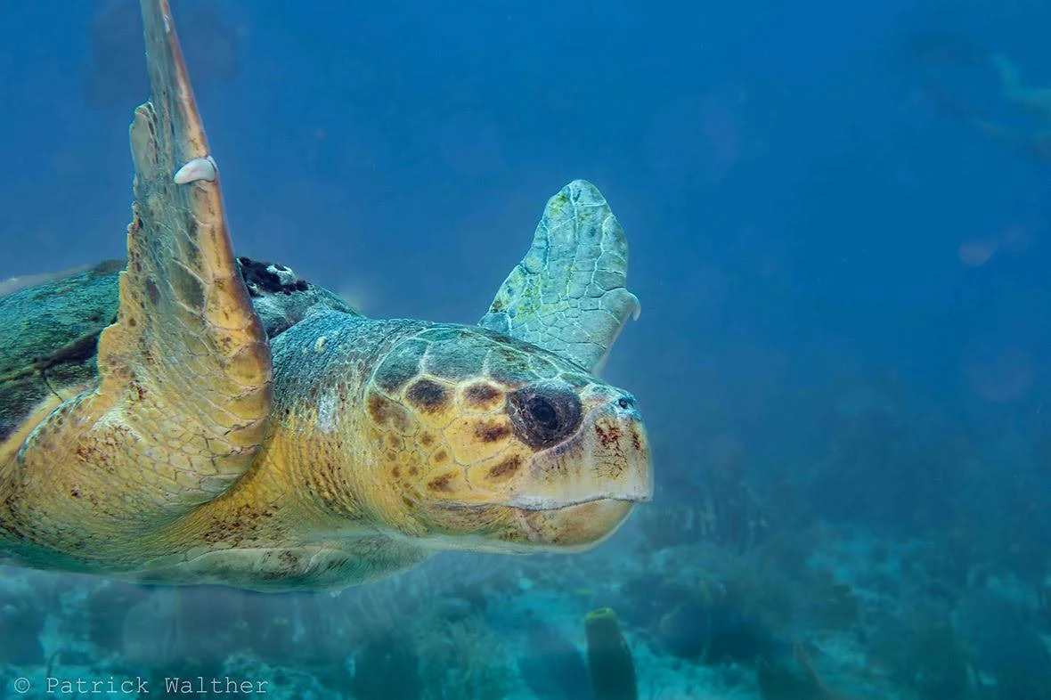 Commentary: Florida’s Sea Turtles and Our Changing Tides