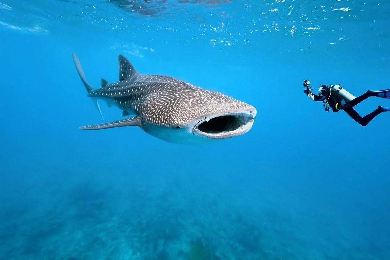 Caught on Camera: Whale shark surfaces off the coast of North Florida ...