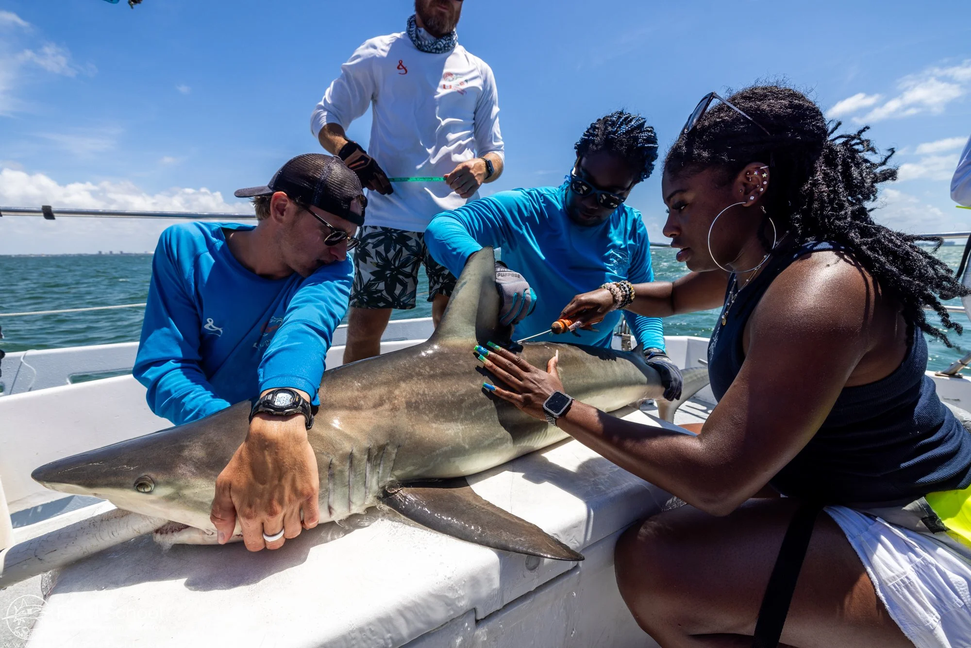 MISS Shifts the Ecosystem of Shark Science