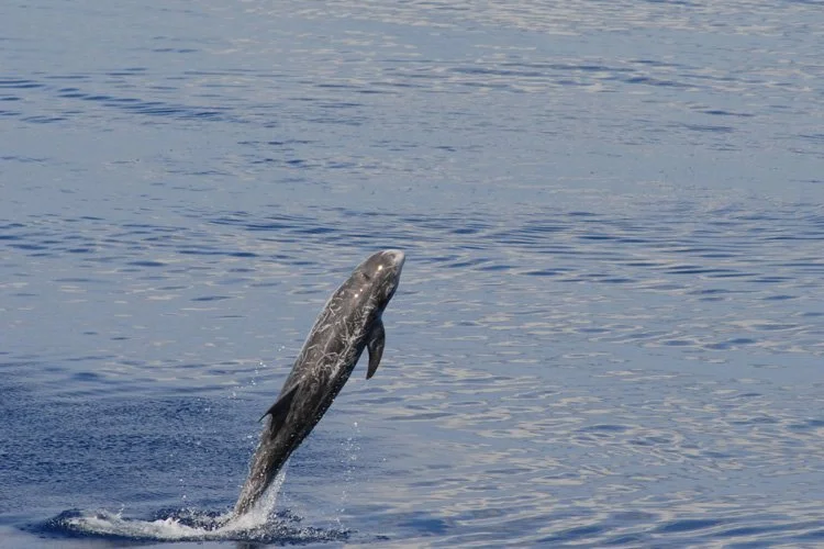 Commentary: My friend, the Risso’s dolphin&nbsp;