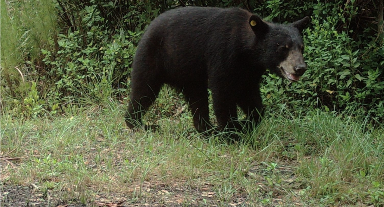 Mory’s Journey to Leave Big Cypress