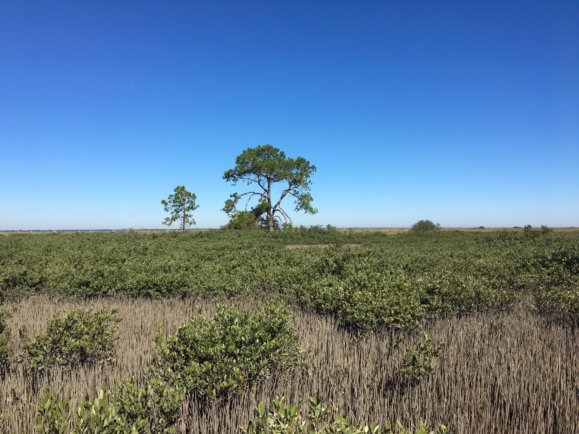 March of the Mangroves