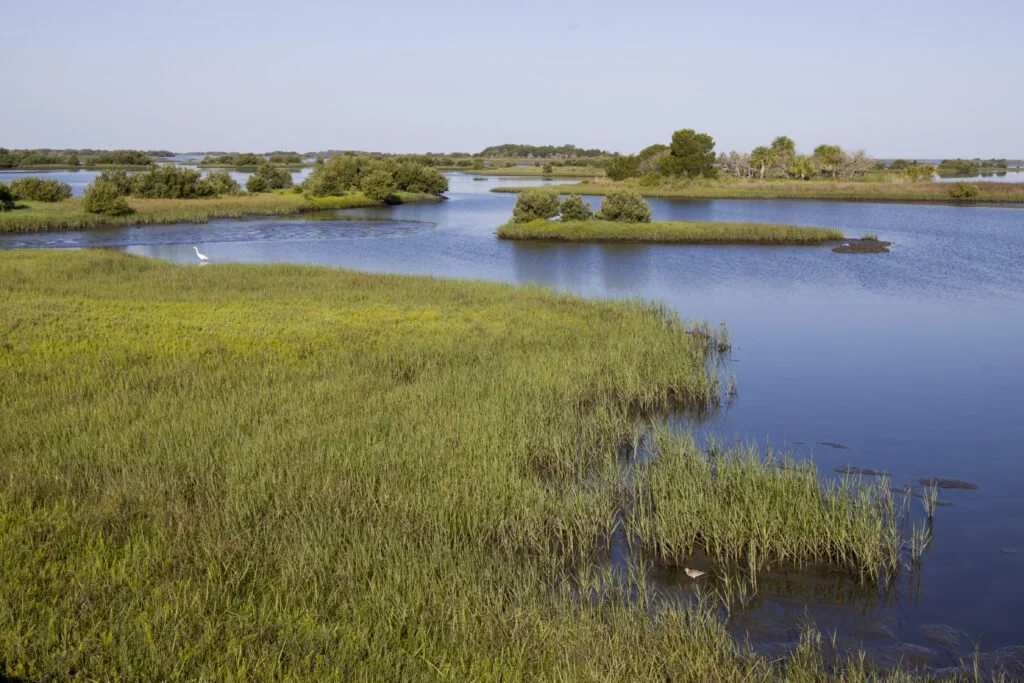 March of the Mangroves