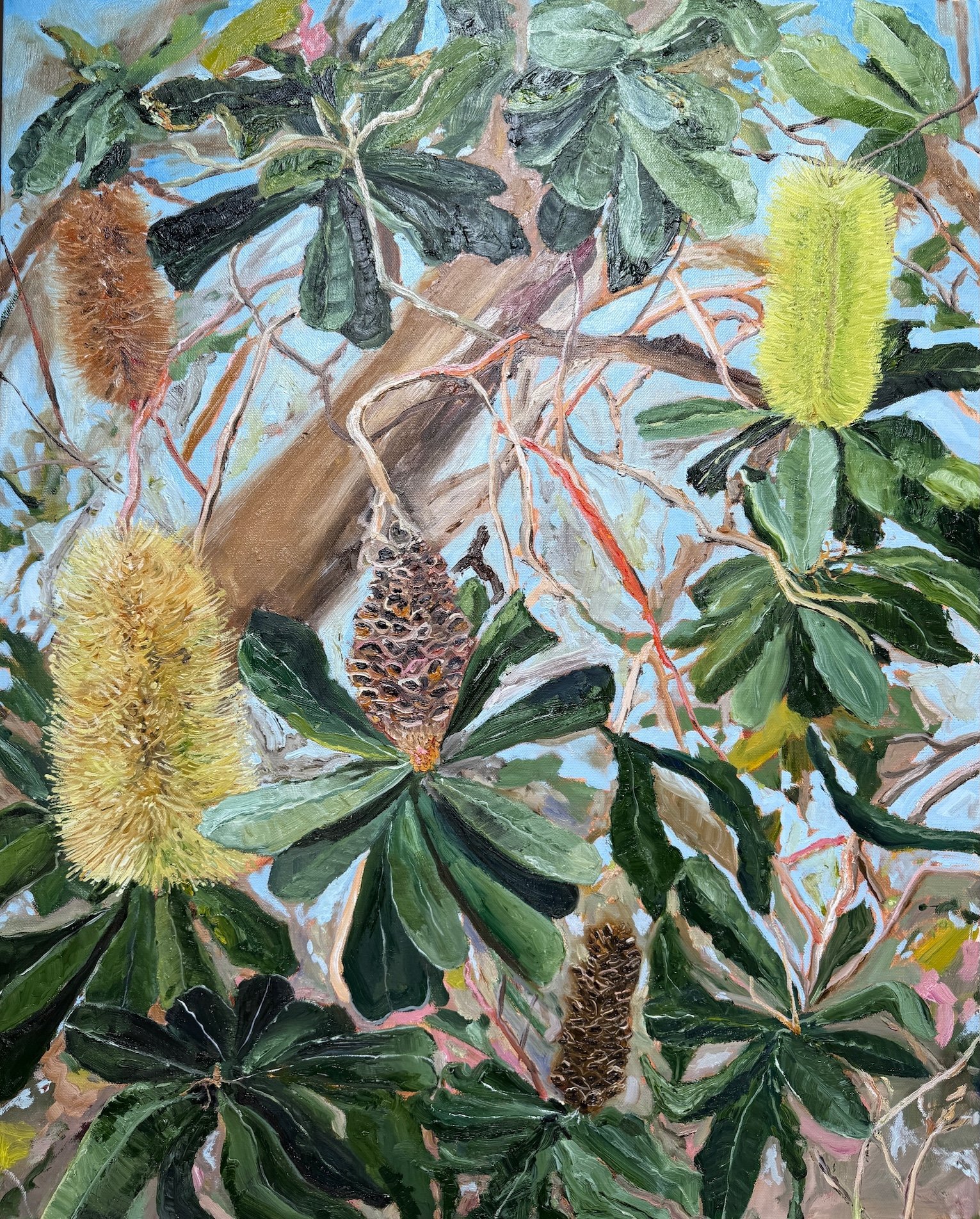 Banksia at Cabarita | Oil on canvas | 76.5cm x 61.5cm | $650 