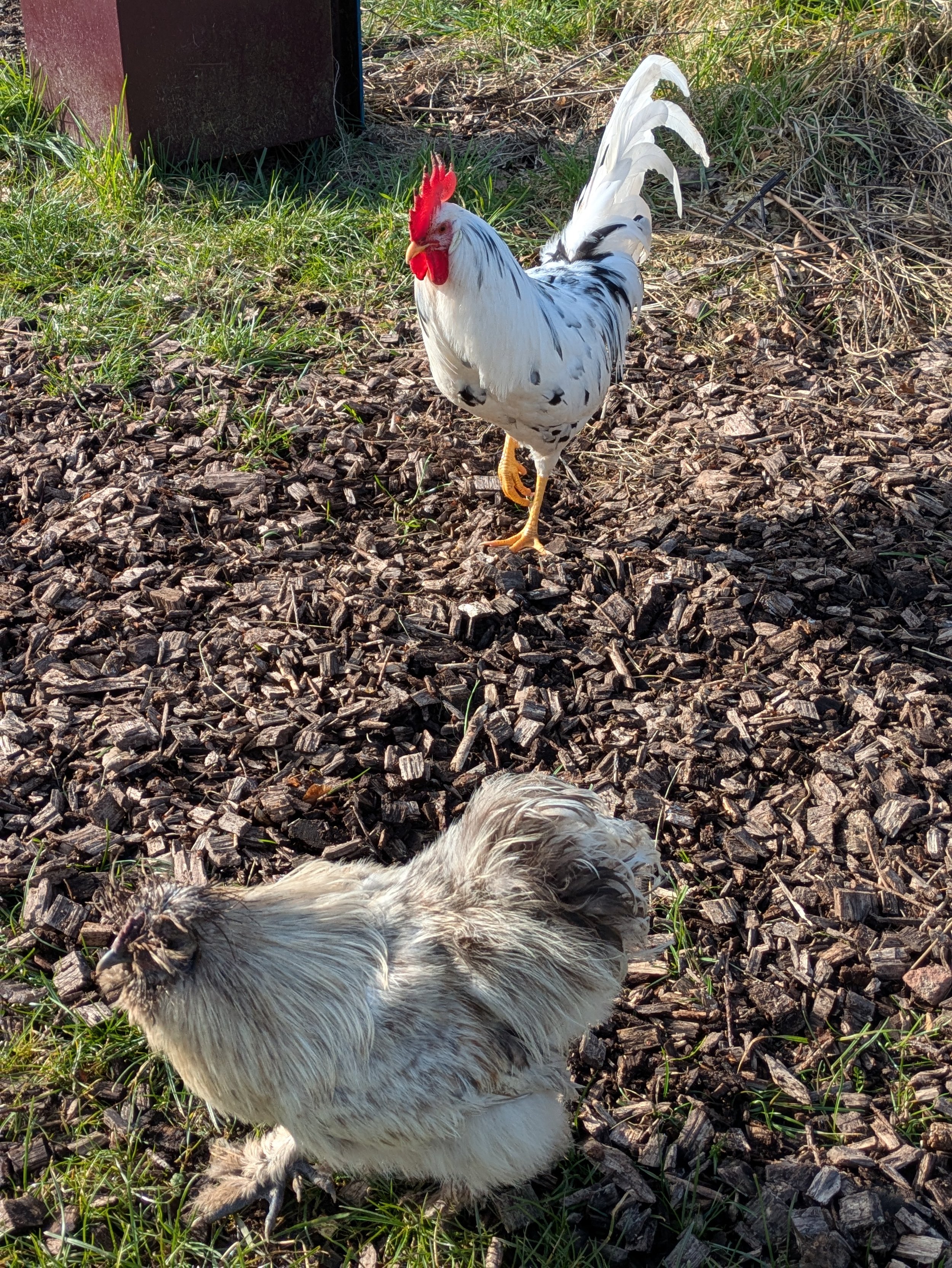 PXL_20250221_104440237 (1).jpg