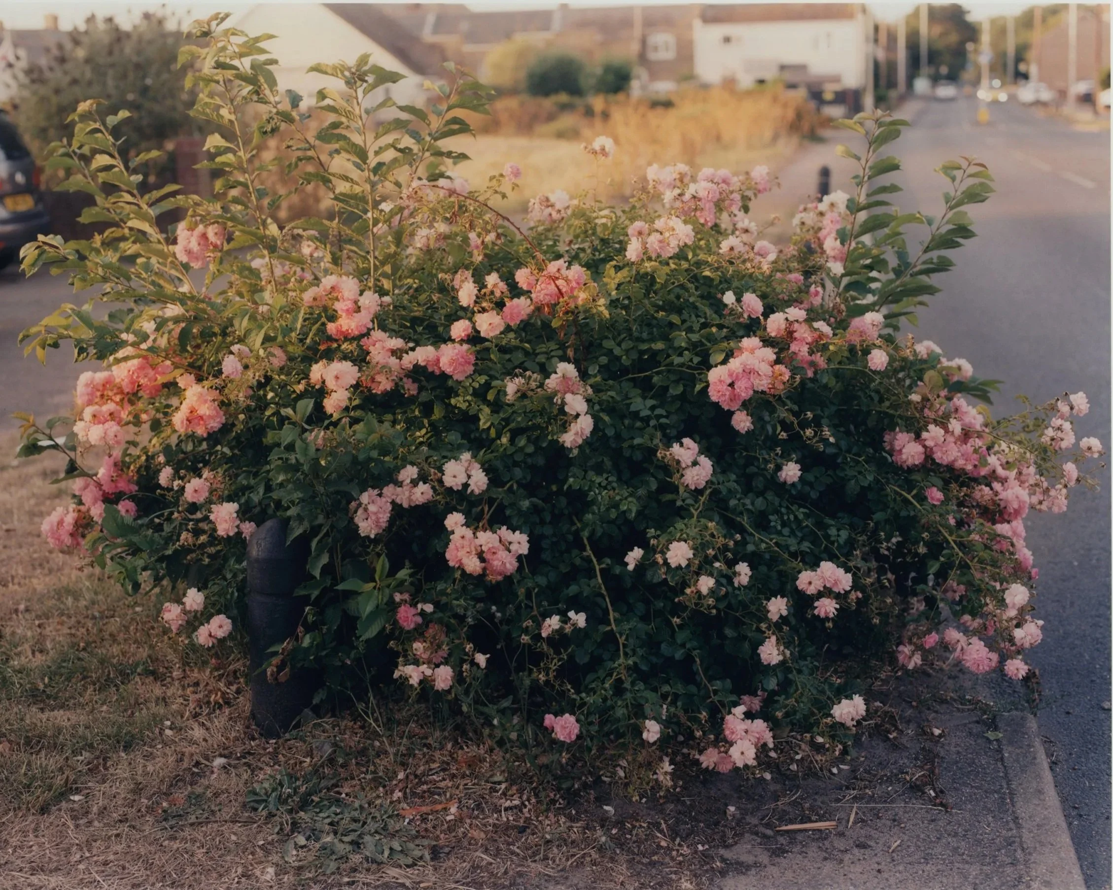 Print_Scans_Oliver_wider_web.jpg