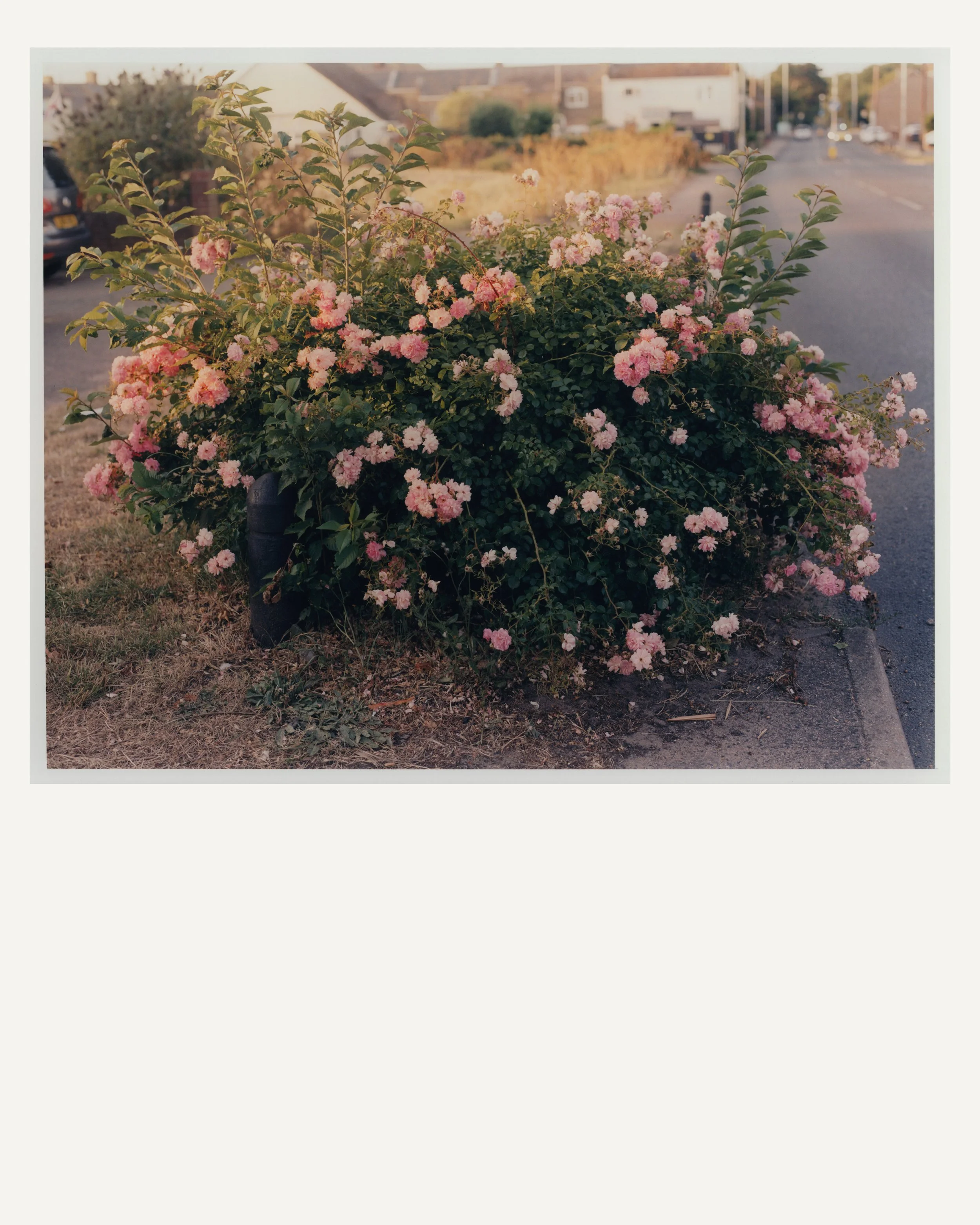 Print_Scans_Oliver_wider_web.jpg
