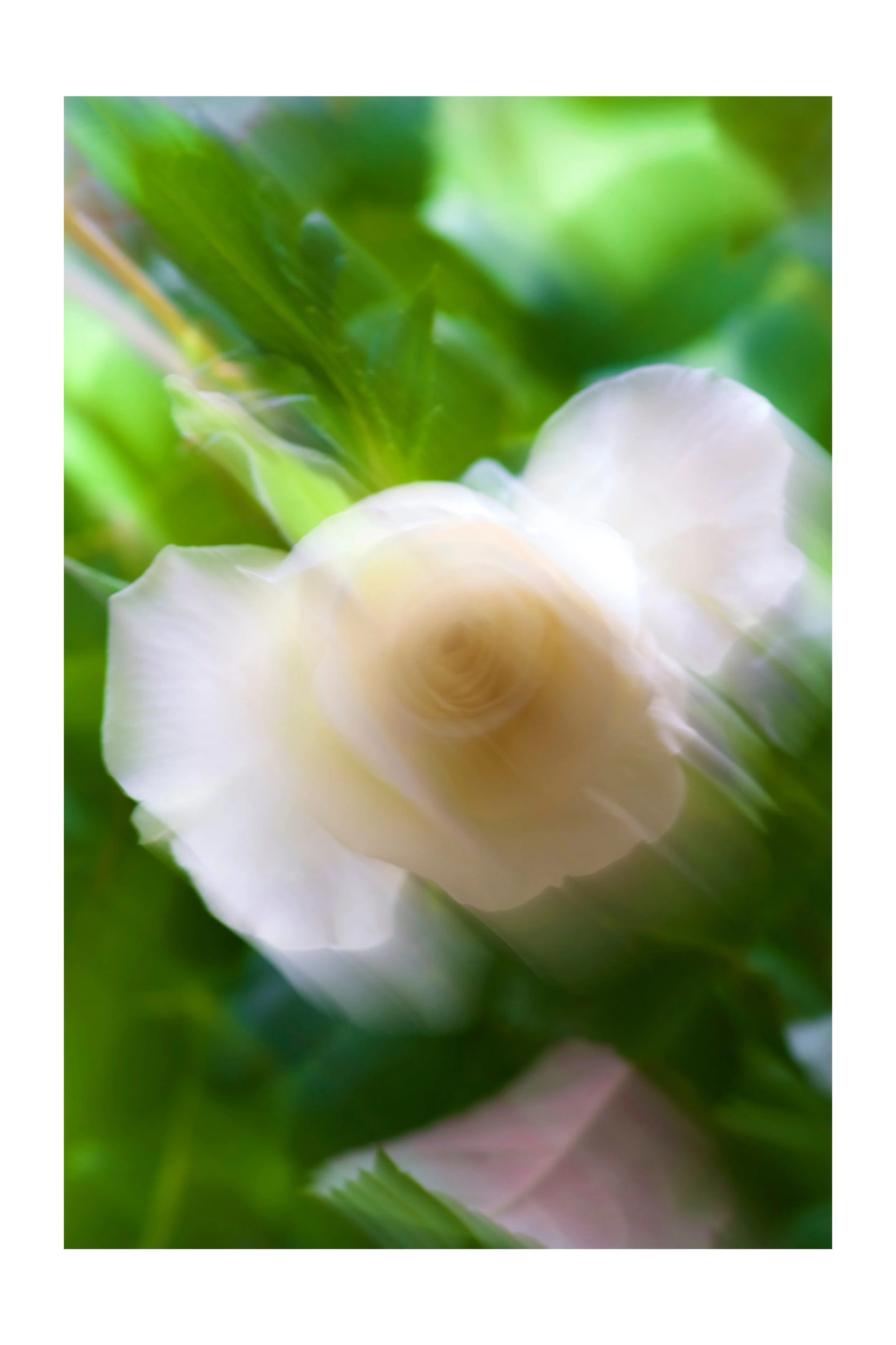 The white rose and the morning rays coming through,Contact for price .