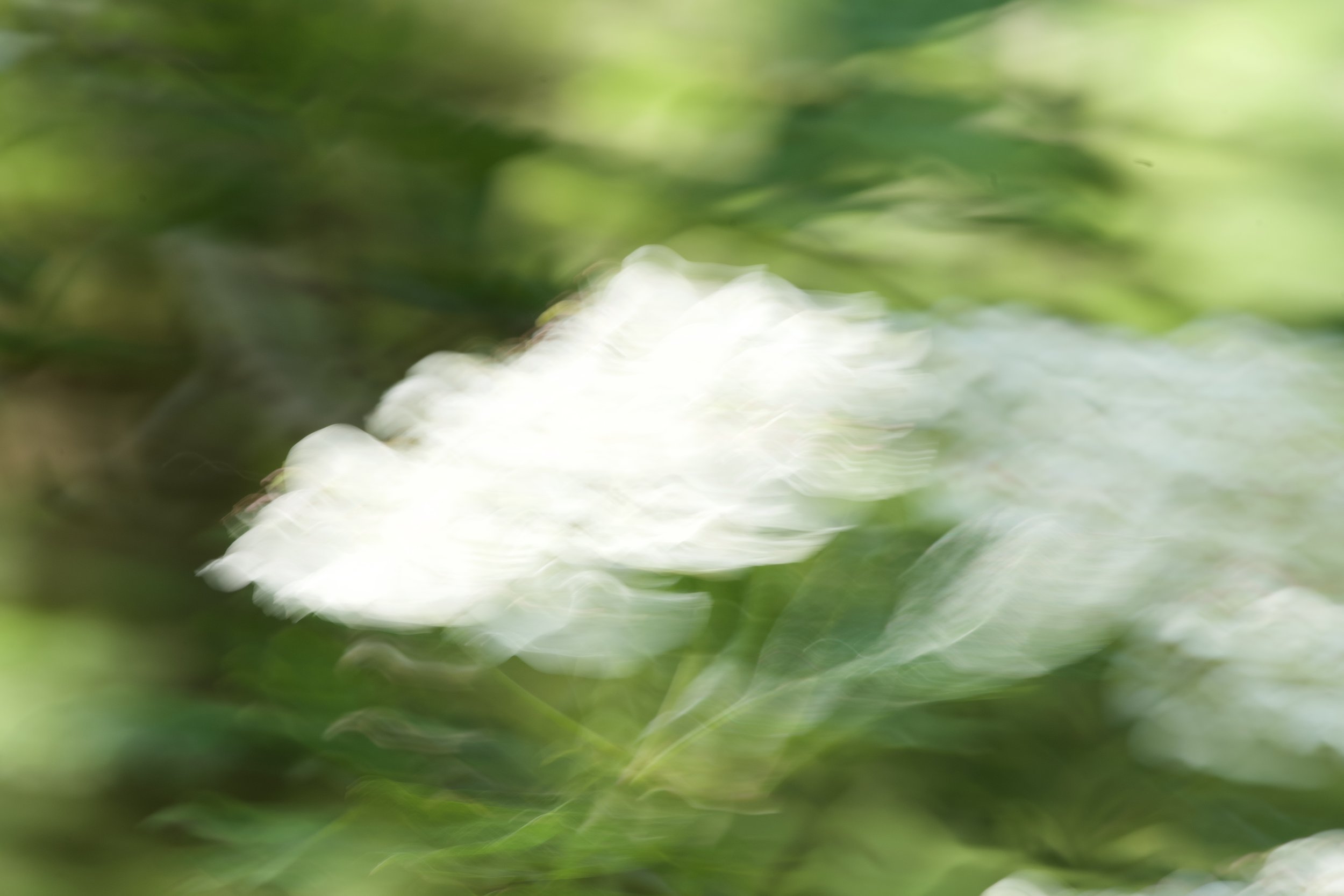 White Doves .2025. photography.