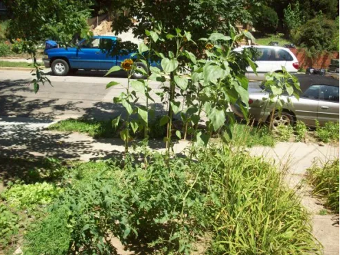 View from Porch.png