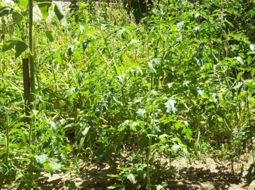 Tomato Garden.png