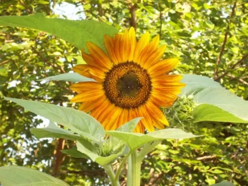 Sunflower Face.webp
