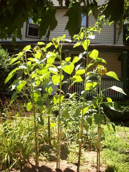 Sunflower Garden.jpg