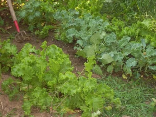 Kale Garden.jpg