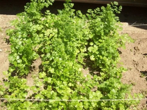 Cilantro Garden.jpg