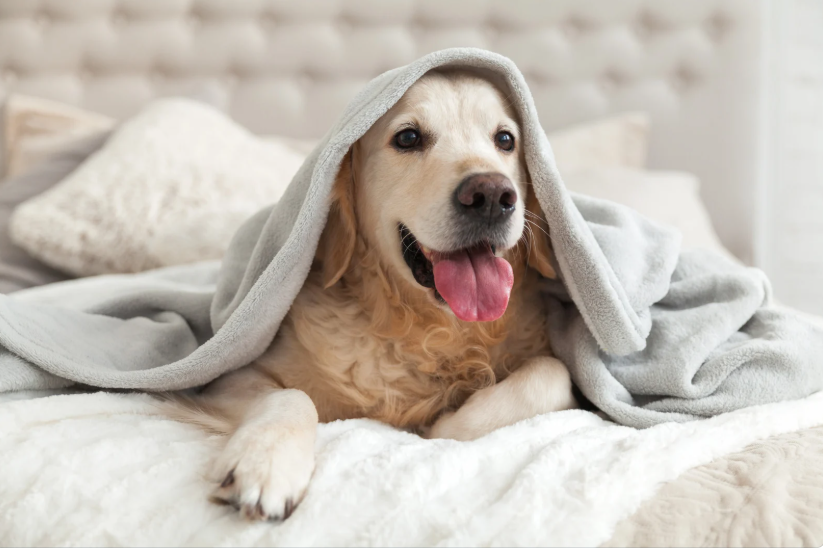 Maynard - Pet Friendly 2nd Option.png