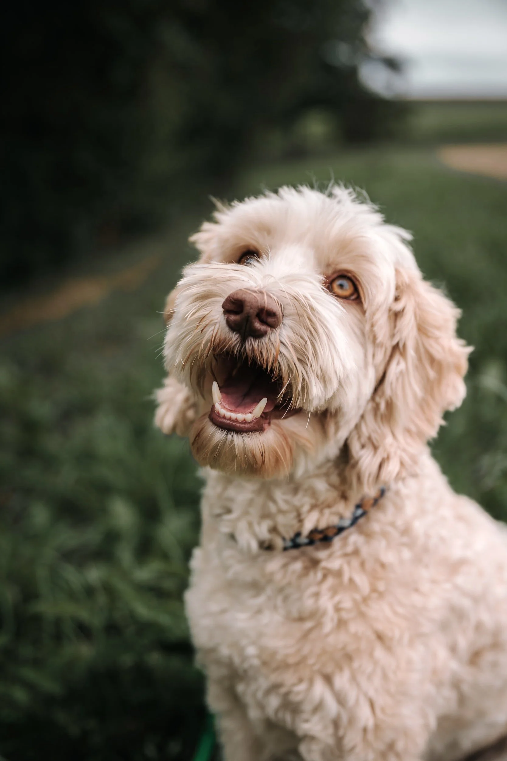 Cockapoo