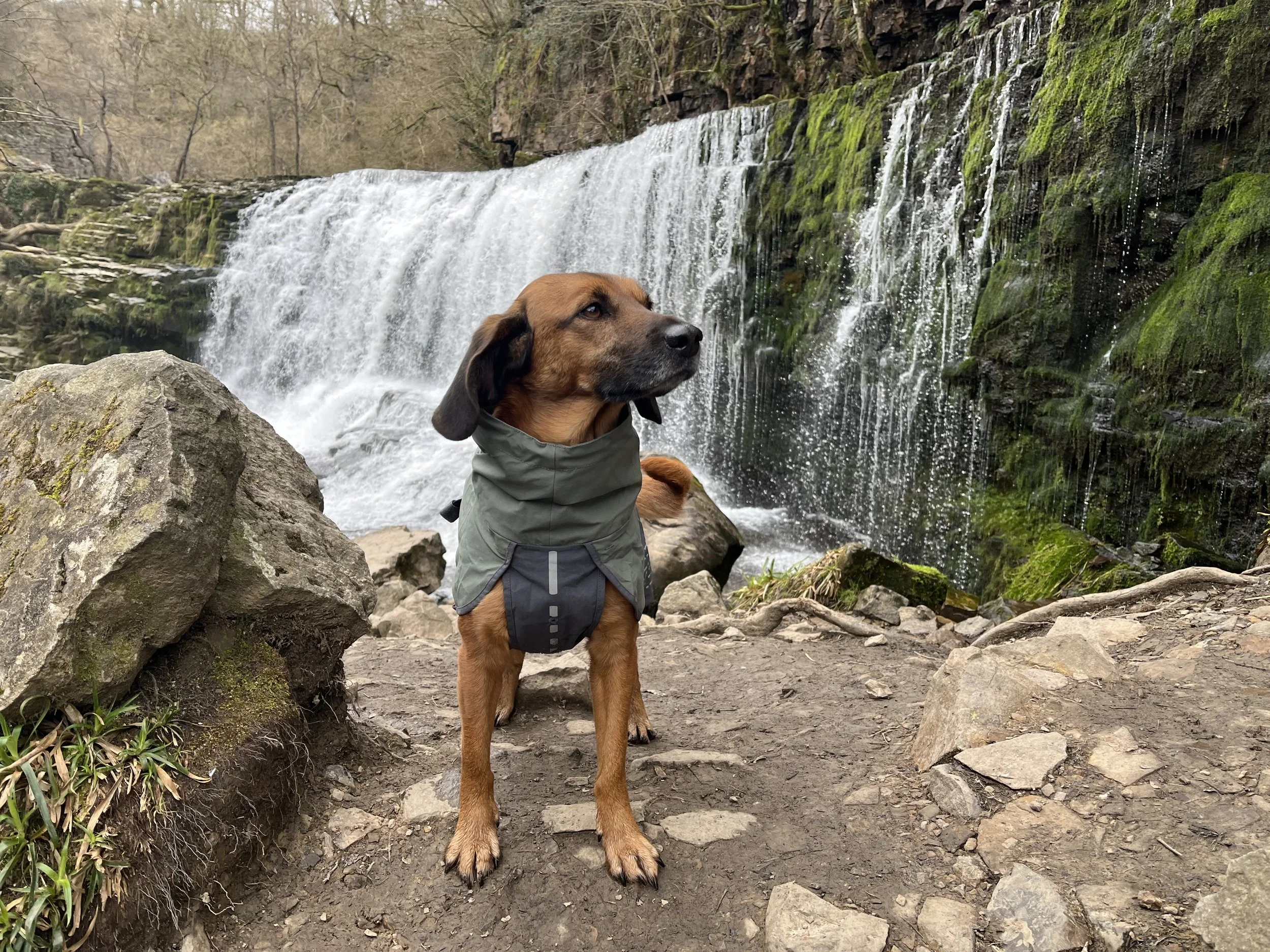 Dog and waterfall