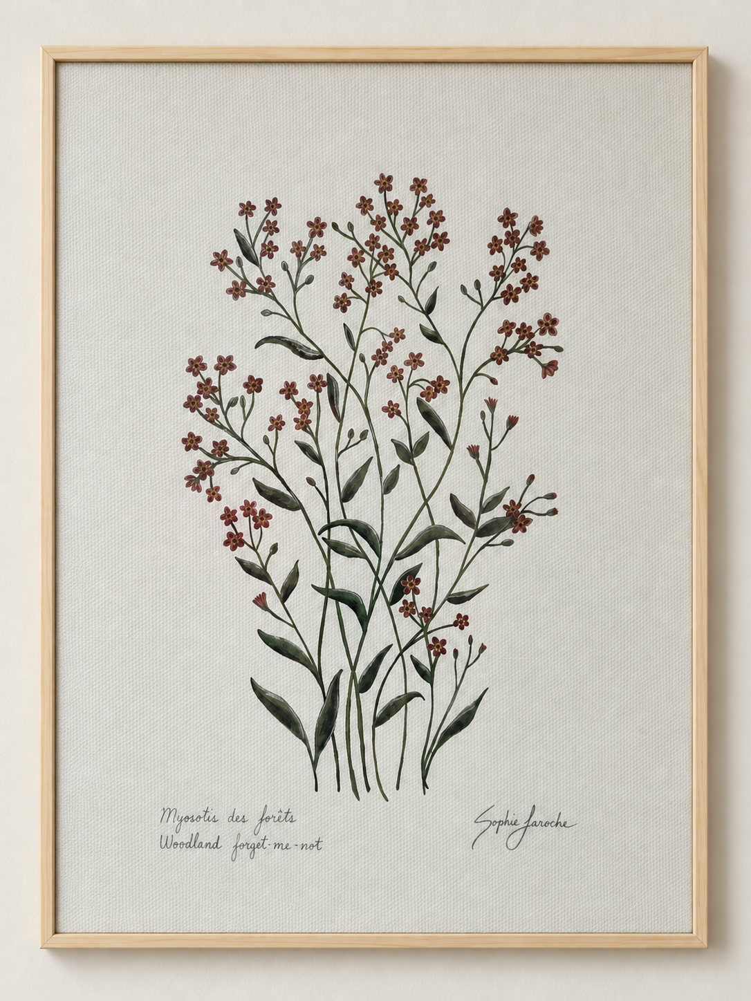 Myosotis couleur terre