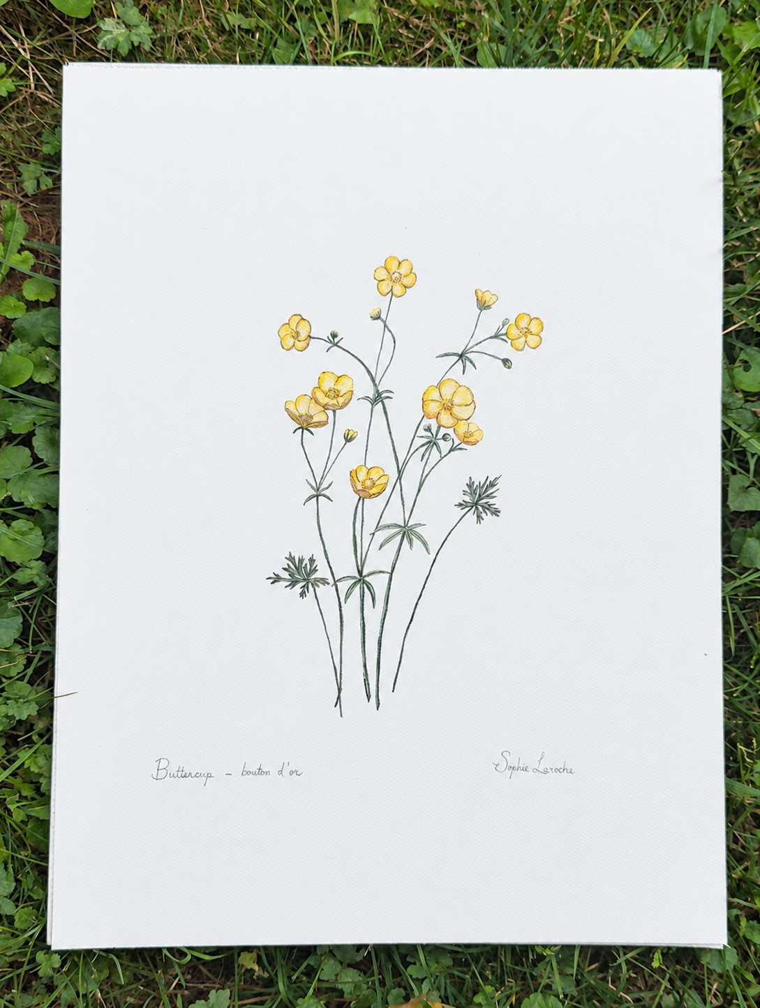 Bouton d'or